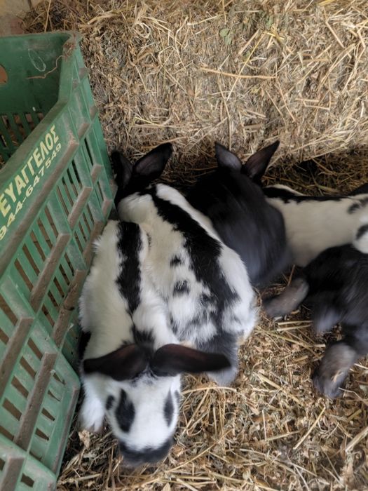 Калифорнийски зайци,пеперуда и други