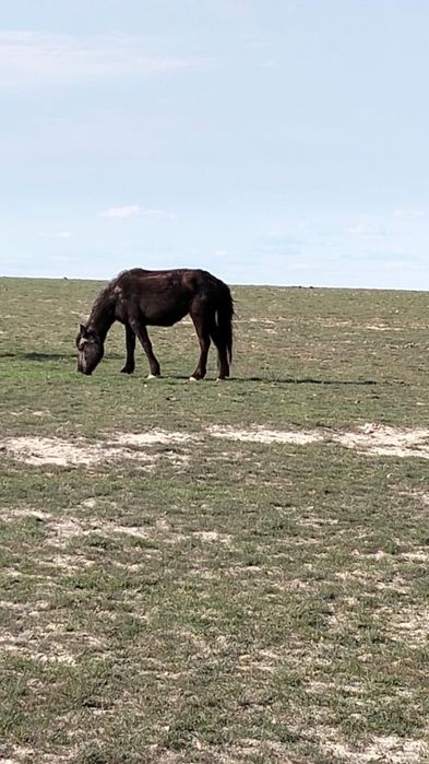 Бие Құнаннан дөнен шықпа