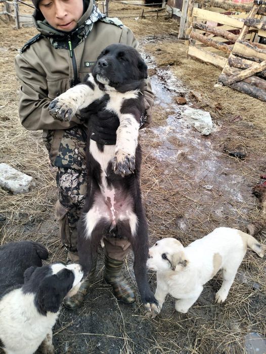 Продам щенят алабая