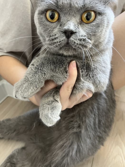 Веслоухая британская кошка