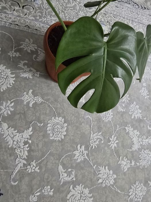 Монстера комнатное растение!