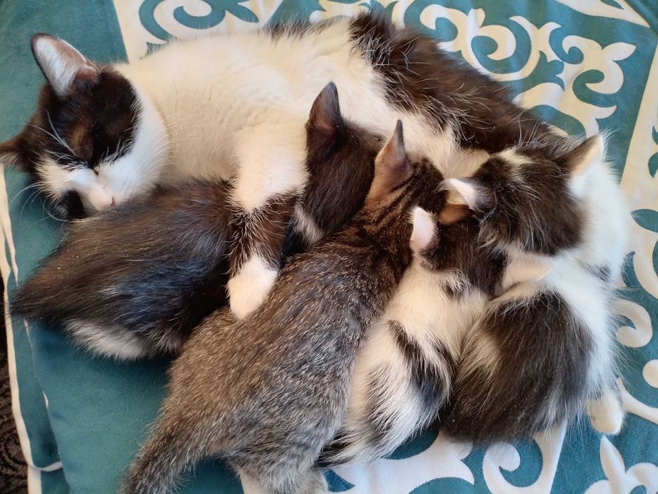 Отдам котёнка в добрые руки