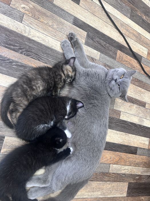 Котята ищут новый дом