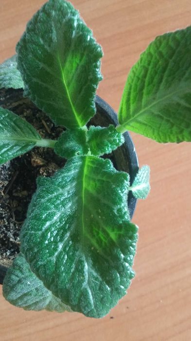 Эписция комнатная