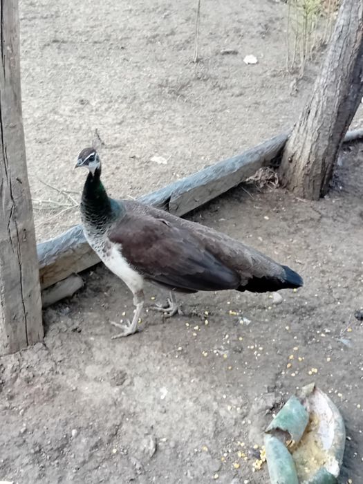 Vând păuni maturi pereche