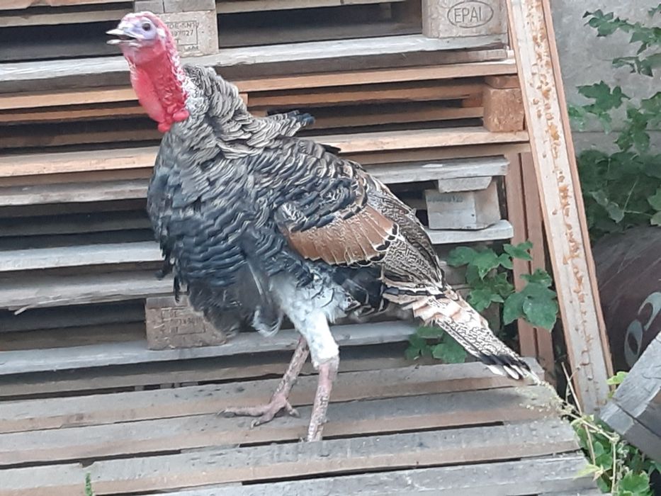 Продам индюка самец