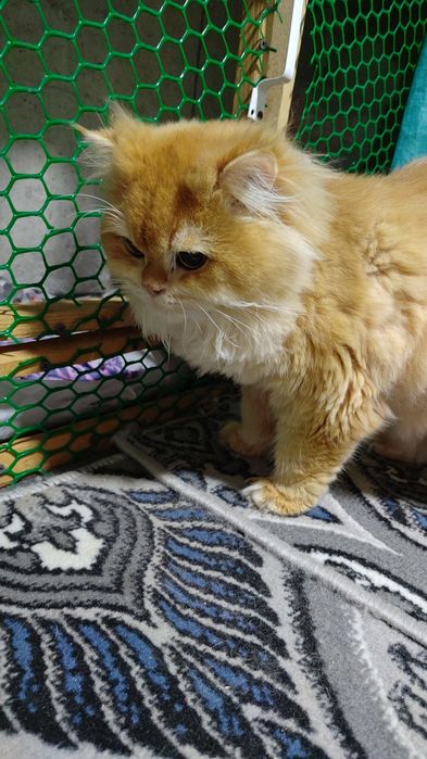 Британский залатой шиншилла