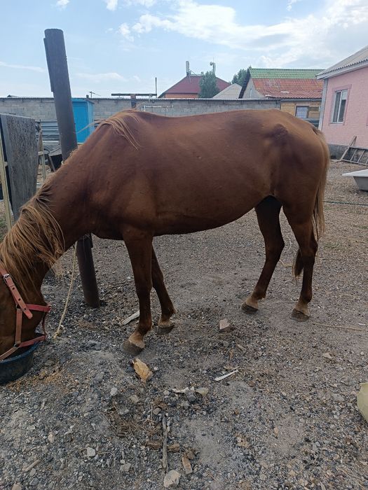Лошадь на разведение