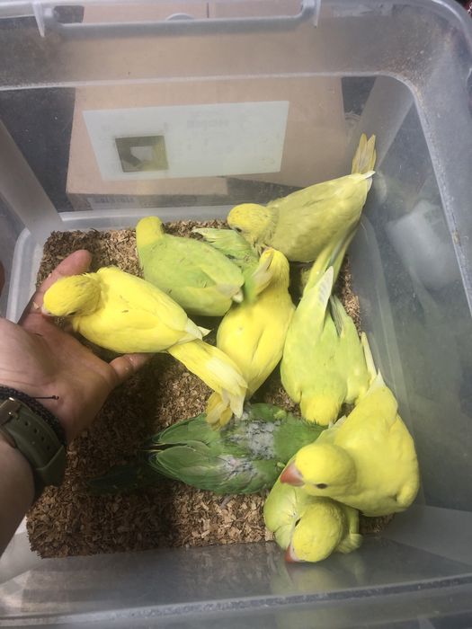 Papagali blanzi de la crescatorie pui Micul Alexandru Alexander