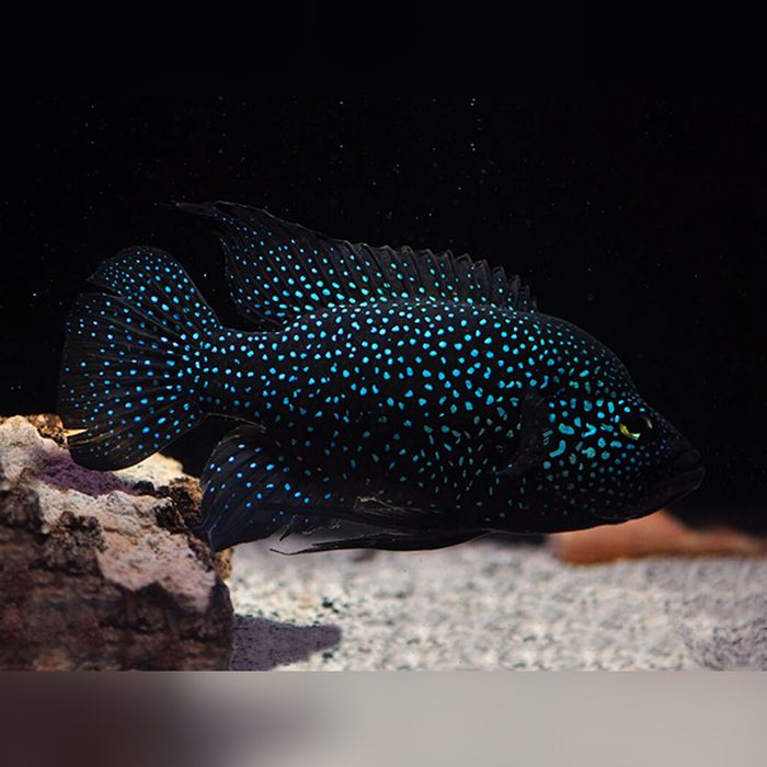 Akvarium Baliqlari Polleni