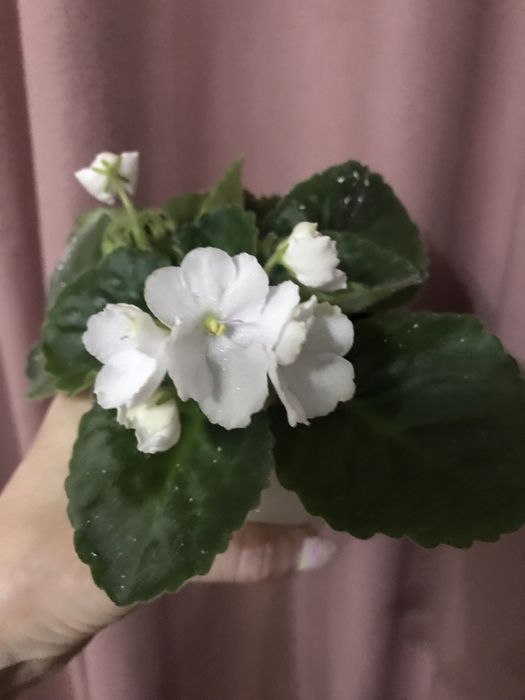 Продам комнатный цветок