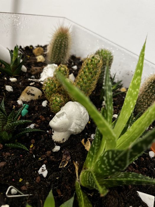 Terrariu decorativ cu aloe si cactusi