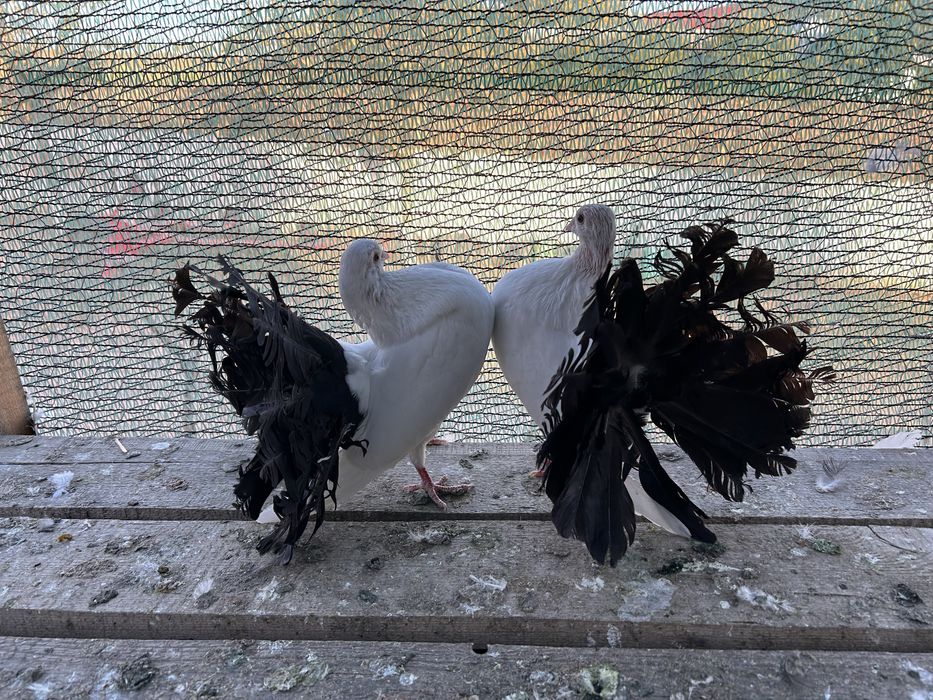 Porumbei rotati /voltati/curcani