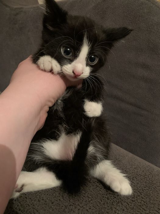 Отдам котят в добрые руки