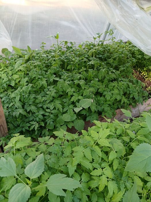 ПРОДАМ РАССАДУ овощей и цветов