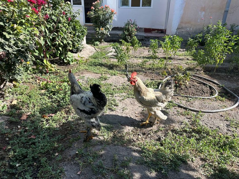 Brama Xoʻrozlar bor