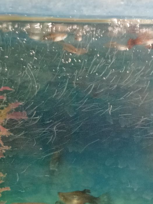 Продам рыбок гупи