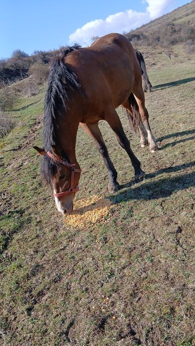 Vand manza de un an si doua luni