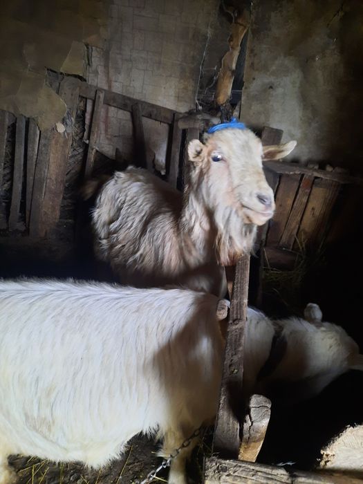 Vand doua capre rasă Carpatina