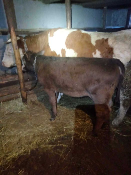 De vânzare Taur Vițel Mânzat