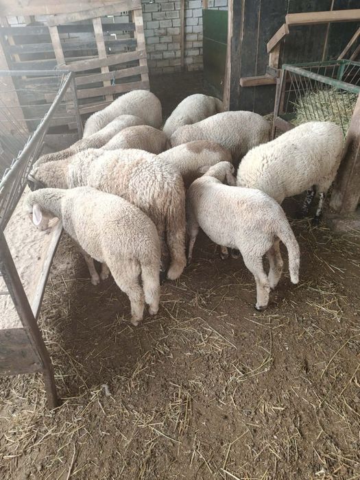 Продавам 5 мъжки агнета