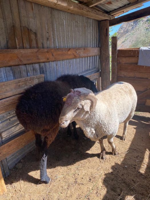 Овцы самцы продаются