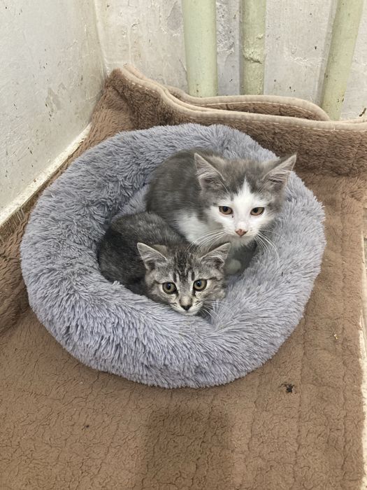котенок мальчик 2 мес в добрые руки