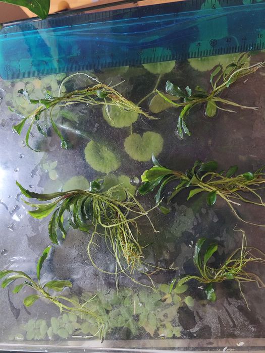 Буцефаландра (Bucephalandra mini red)