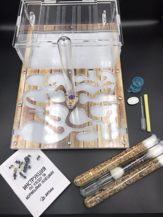 Муравьиная Ферма , муравьи в ПОДАРОК ! Алматы .