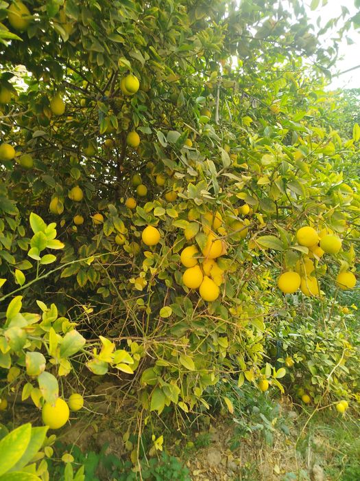 Limon mesni sotiladi