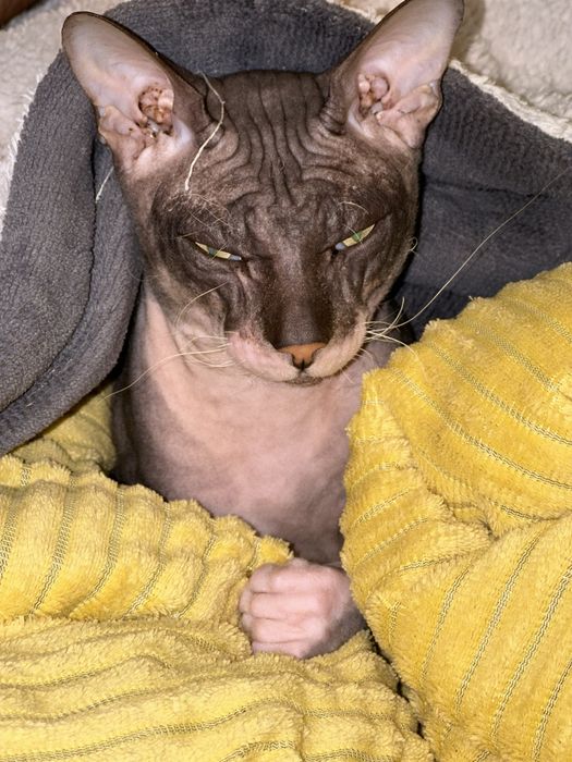 Донской сфинкс, Вязка