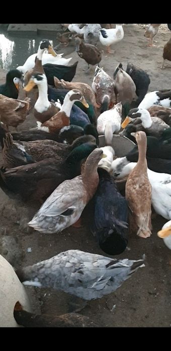 Rate Cayuga, Streicher, Alergatoare indiene, Kaki Campbell, Rouen, Dendermondse, Pekin si Gâște Toulouse si Africane