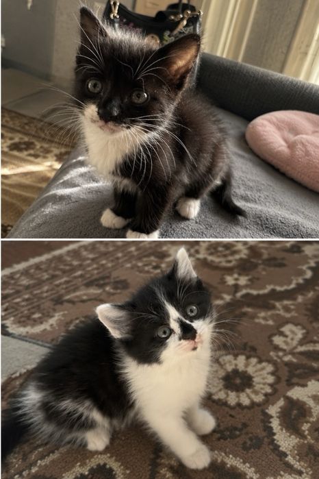 Отдаю котят в добрые руки