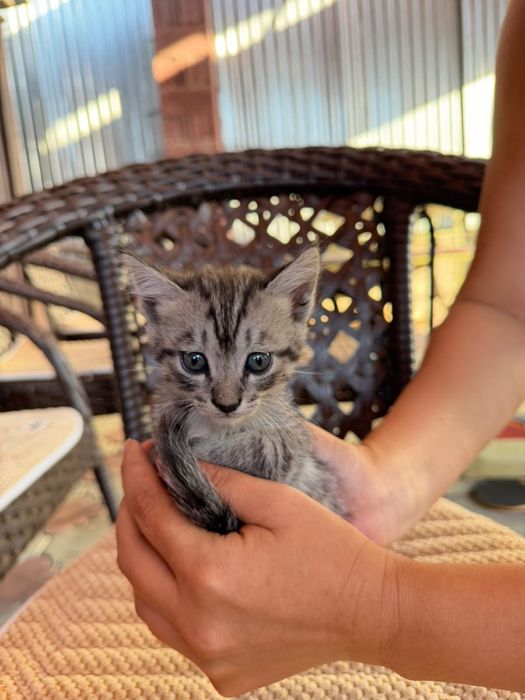Котёнок в добрые руки