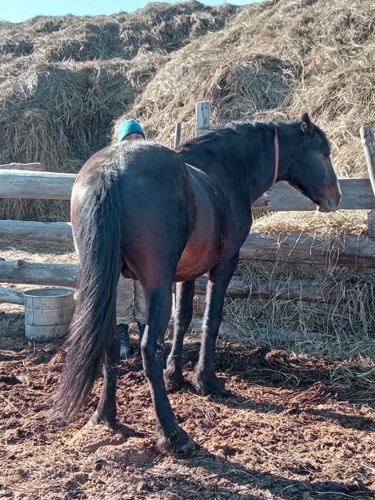 Продам жеоебца на племя