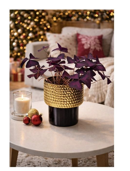 Кислица, фиалка, традисканция, заммиокулькас, колеусы Алматы