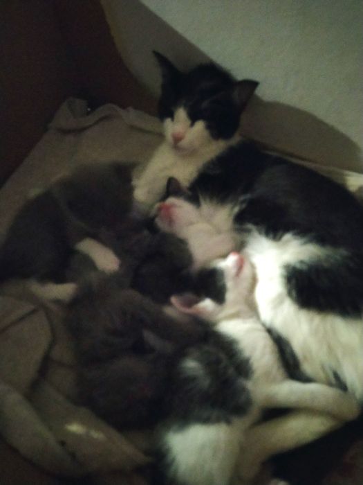 Котики маленькие