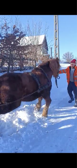 Vand cal castrat de 6 ani