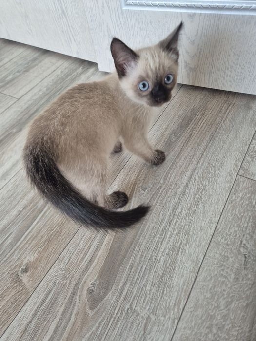 Бесплатно отдам котенка