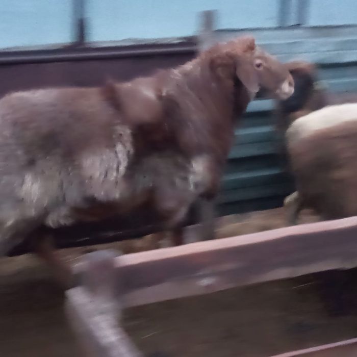 Бараны (кошкары)