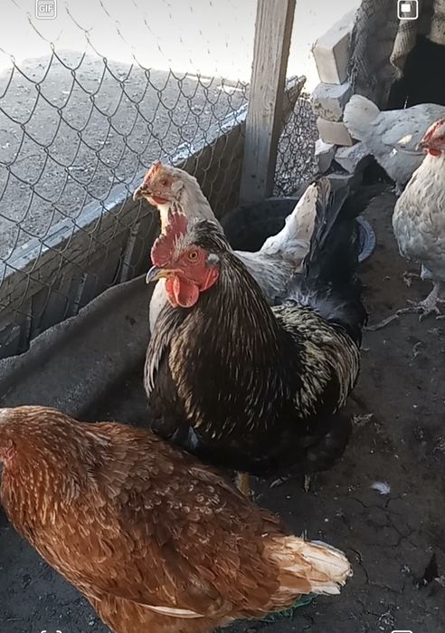 Продам петух молодой