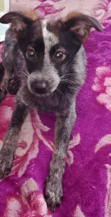 Домашние Собаки и щенята!!