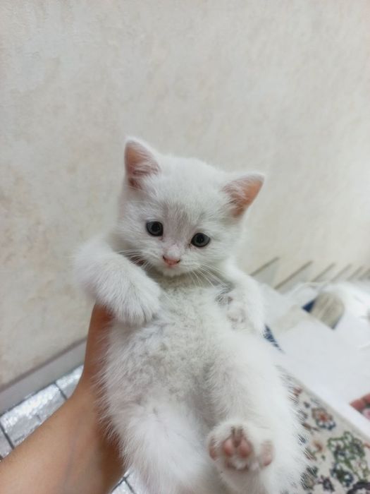 Mushuk: Skottish fold , skottish strayt