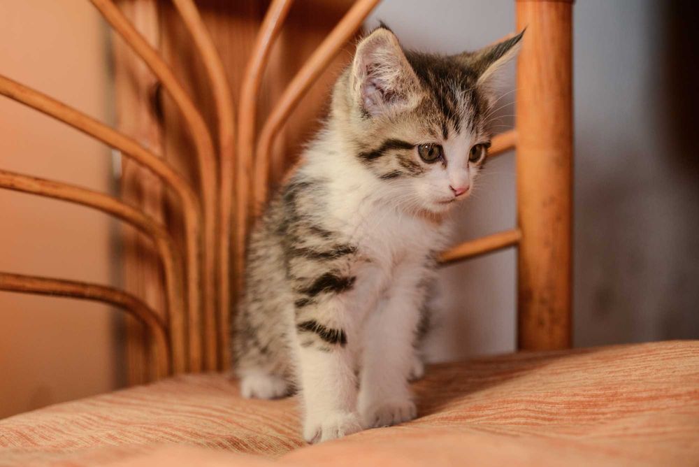Котенок  мальчик