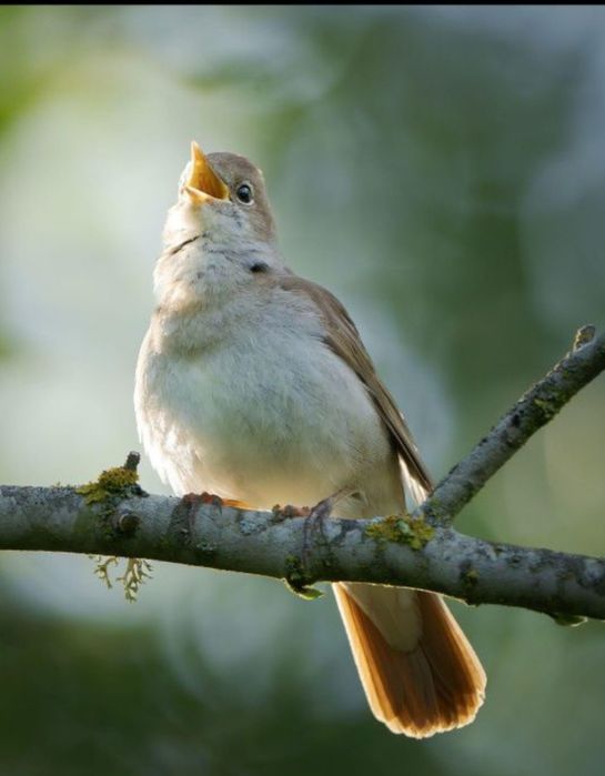 Shama qush sotiladi bulbul bor