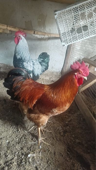 қораз(петух) сатамын