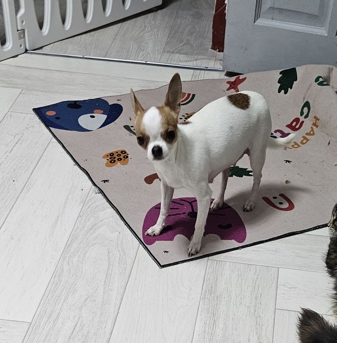 Чихуахуашки миники