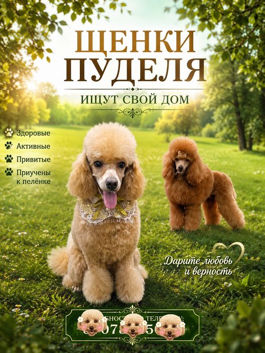 Продам той пудель
