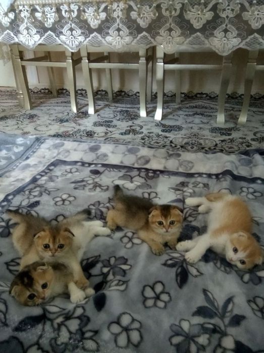 Zalatistiy shinshilla