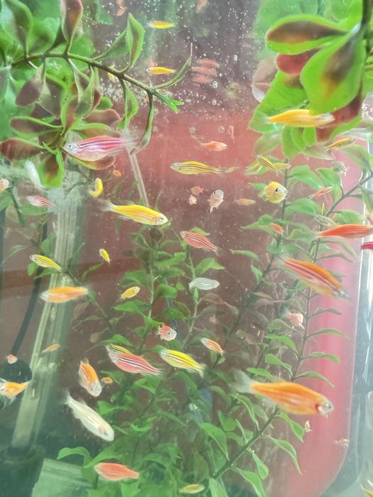 Продам аквариумеых рыбок данио